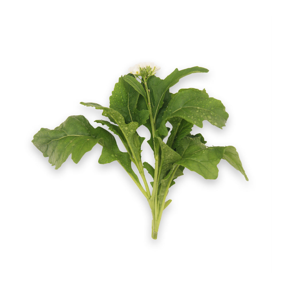 Wasabi Rocket - Add to your Box!