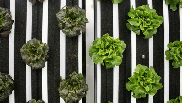 Featured In: Country & Town House's Best Sustainable Food Delivery Services