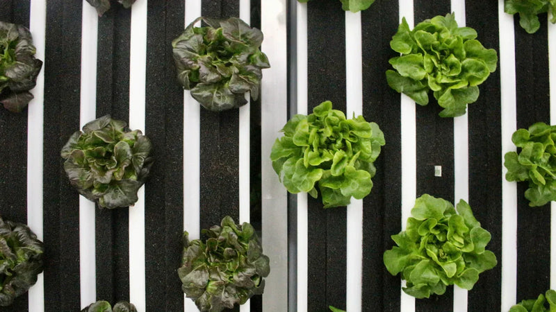 Featured In: Country & Town House's Best Sustainable Food Delivery Services