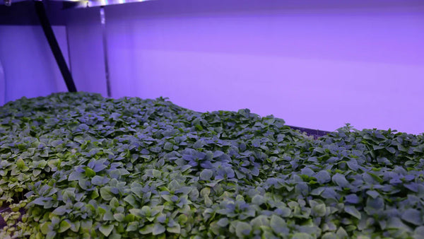 Featured In: Forbes Explores the Future of Local Urban Farming