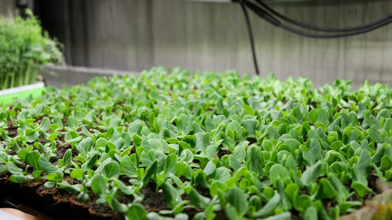 Featured In: The Standard Highlights London's First Vertically Farmed Delivery Service