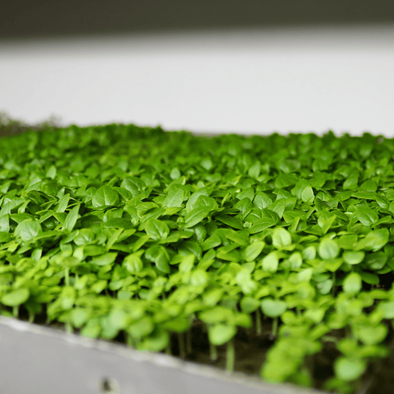 What Is Hydroponic Farming? A Guide to Soil-Free Growing