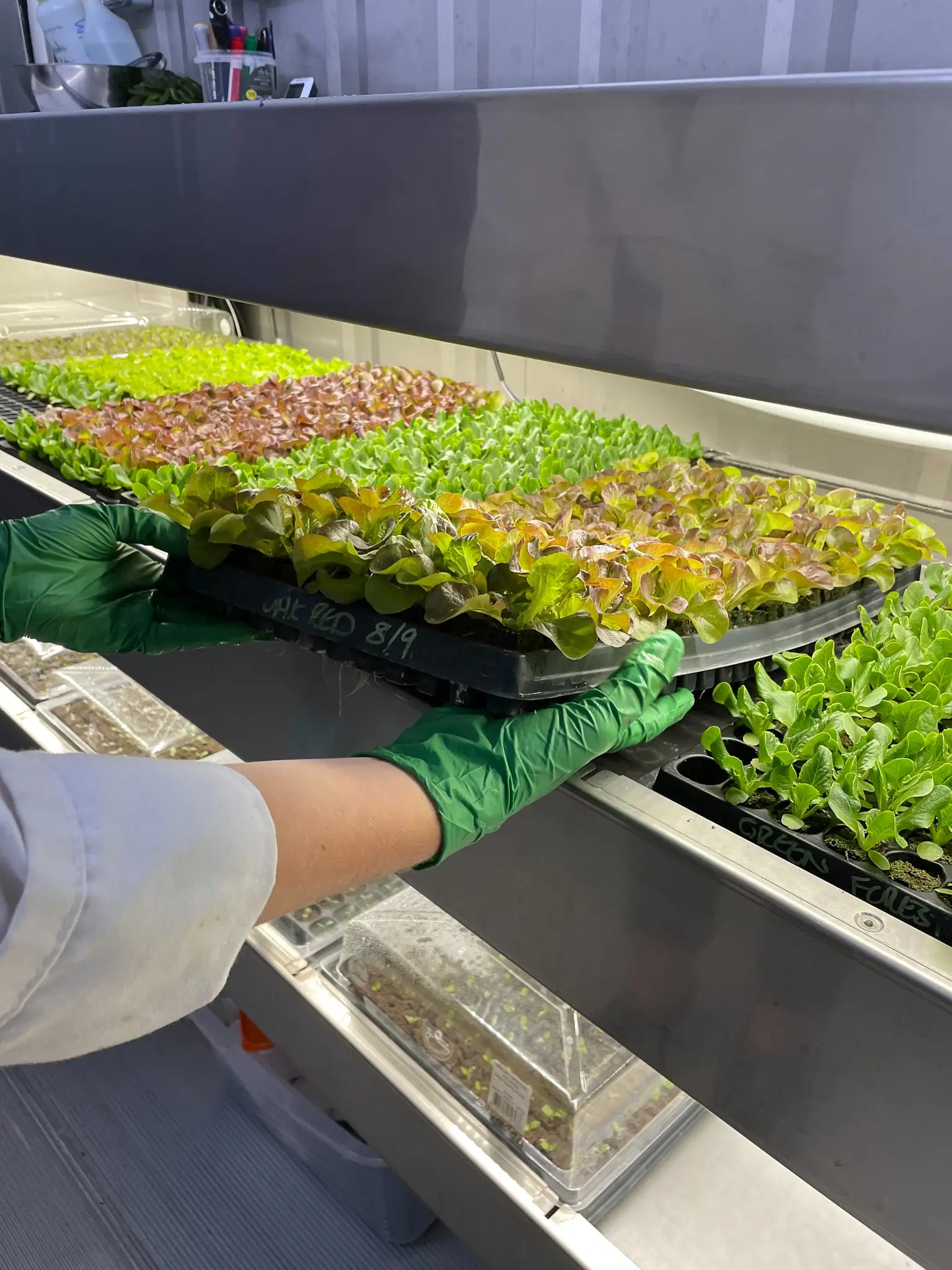 Vertical Farming vs Traditional Farming