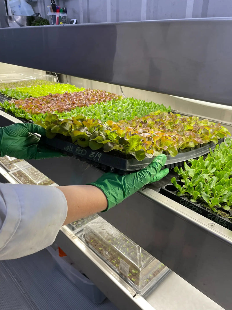 Vertical Farming vs Traditional Farming