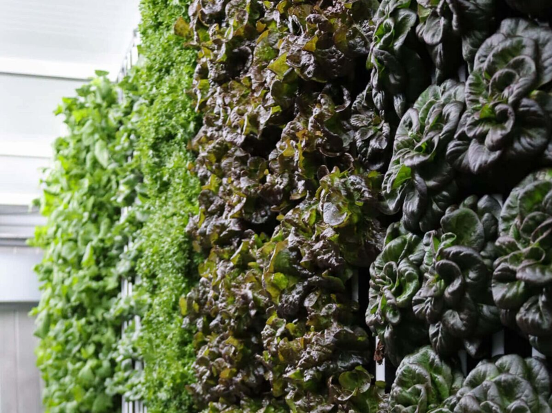 Did you know your lettuce travels thousands of miles?