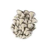 Grey Oyster