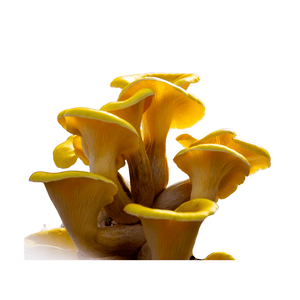 Yellow Oyster Mushroom (150g) (Free Item)