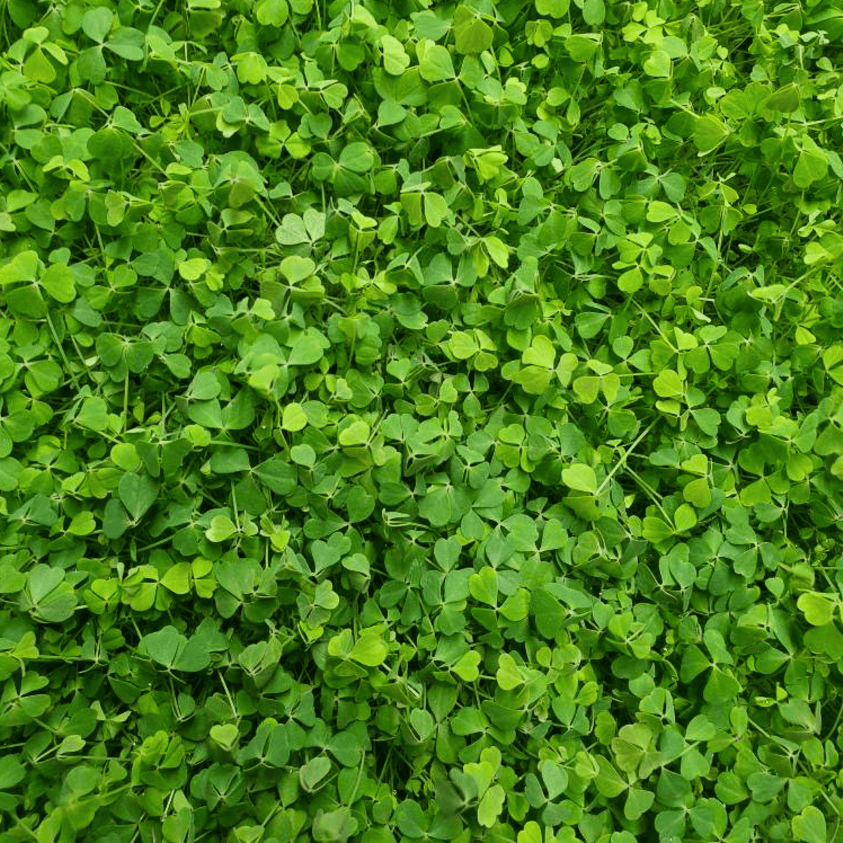 Lemon Clover