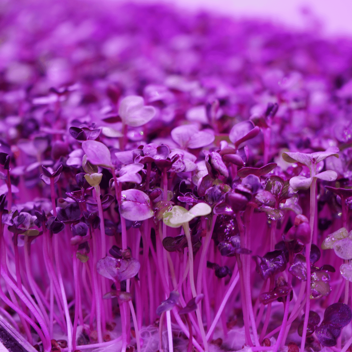 Rioja Radish