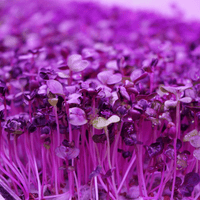 Rioja Radish