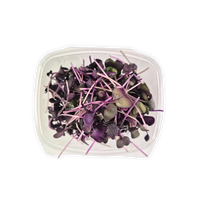Rioja Radish