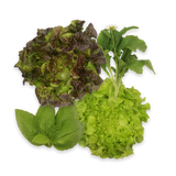 Mixed Leaf