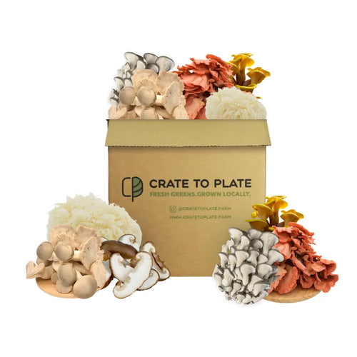 Shroom Box