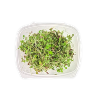 Lemon Clover