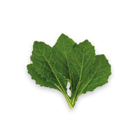 Toscano Kale (70g)